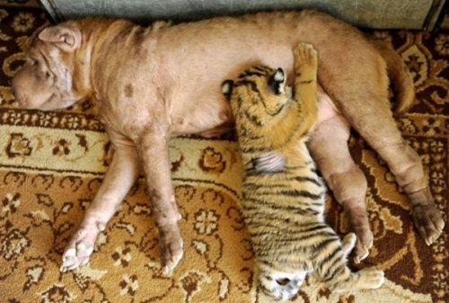 27 невероятных фотографий с животными, которые любят помогать другим 27 невероятных фотографий с животными, которые любят помогать другим mir-interes.info