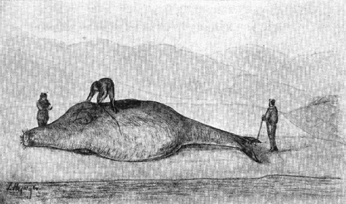 Немецкий естествоиспытатель Георг Вильгельм Стеллер не догадывался, что его морская корова исчезнет уже через 200 лет после открытия и миф о морских людях сыграл в их истреблении далеко не последнюю роль.