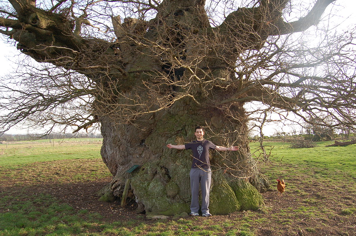 Картинки по запросу bowthorpe oak in lincolnshire