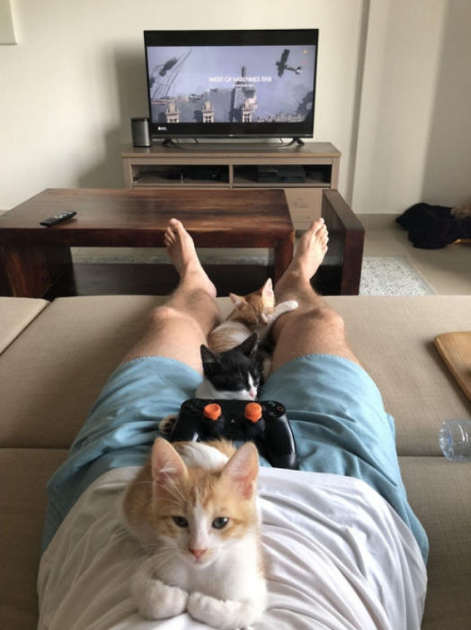 20 фотографий котов, которые, если присмотреться, повсюду животные