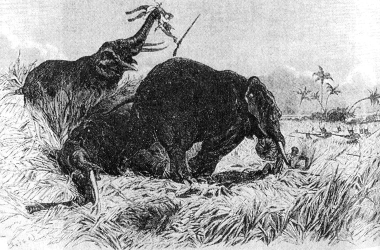 Женщины-воительницы: амазонки Женщины-воительницы: амазонки женщины