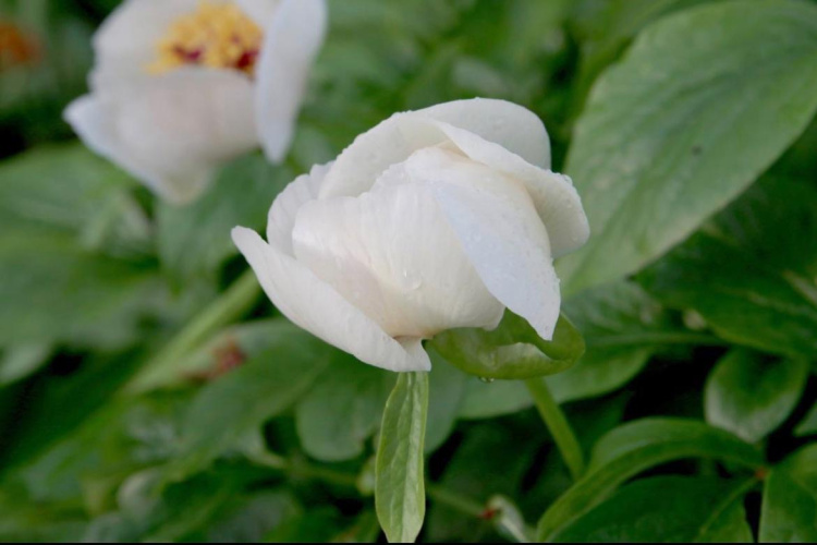 Три красавца пиона: цветы национального парка Сочи
