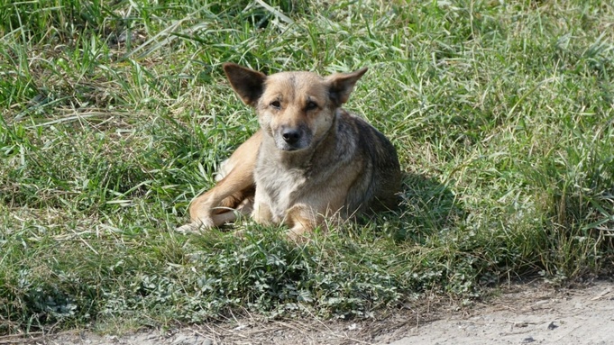 Бастрыкин потребовал возбудить дело из-за нападения собак на ребенка в Алтайском крае