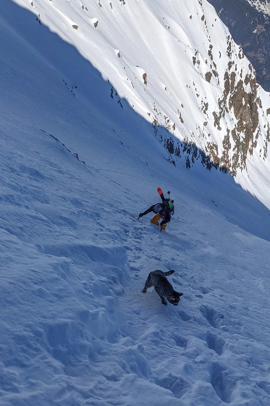 Альпинисты шли к вершине и нашли потерявшуюся кошку. Она шла с ними 3000 метров вверх, чтобы найти дом Культура
