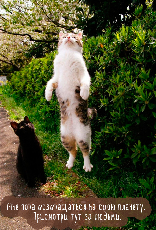 Картинки этих смешных котов развеселят вас за 1 минуту