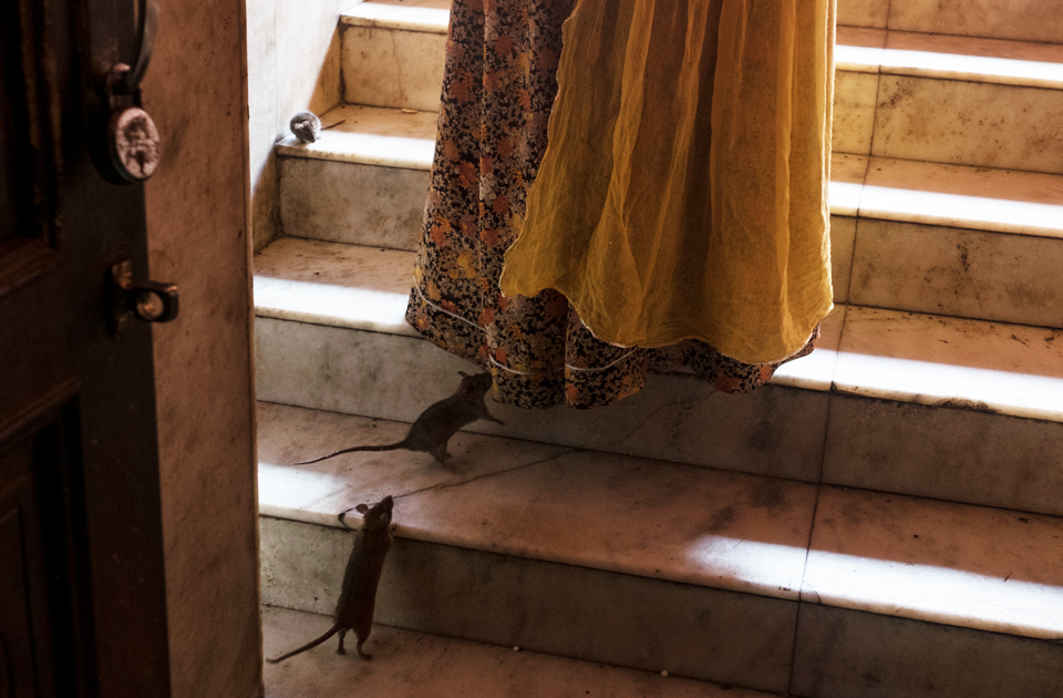 Крысиный рай: индийский храм, где поклоняются грызунам Крысиный рай: индийский храм, где поклоняются грызунам индия,история,крысы,культура индии,мир,страны