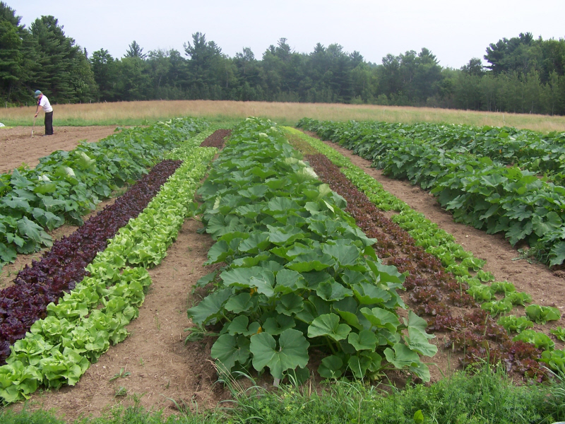 Картинки по запросу method of crop rotation