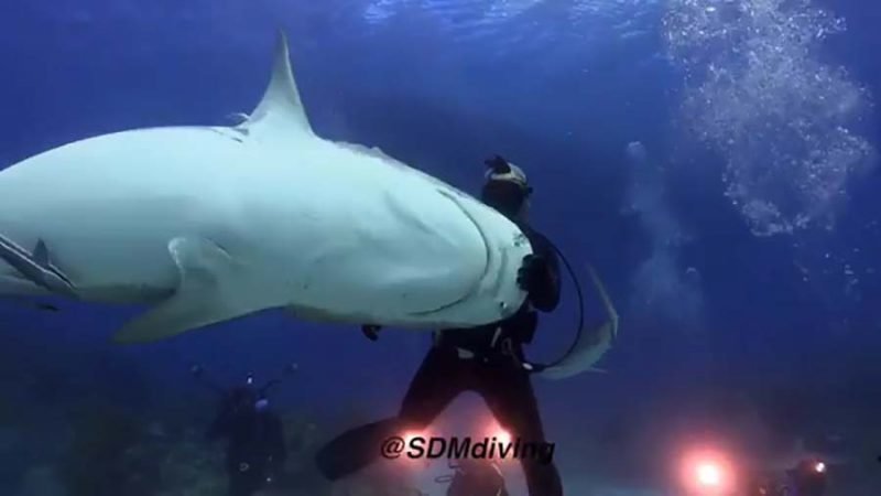 Дайвер «танцует» вместе со своей подругой — 300-килограммовой тигровой акулой акула, в мире, вода, дайвер, под водой, природа, танец