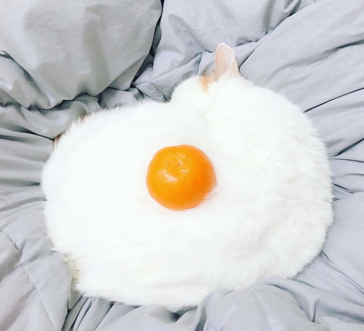 белый кот и мандарин белый кот и мандарин