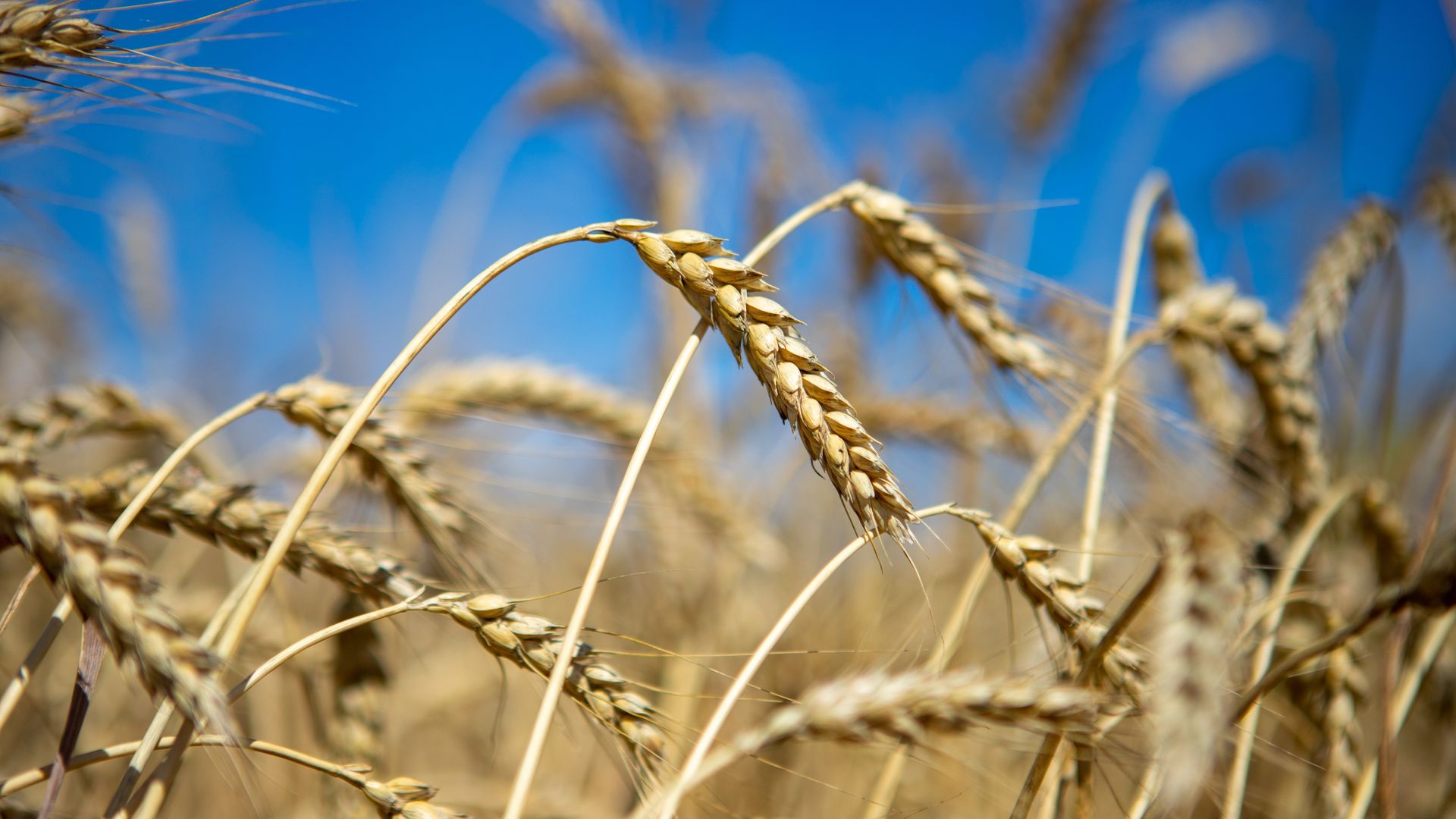 Госдеп назвал потенциальное нарушение зерновой сделки «большой проблемой» Экономика