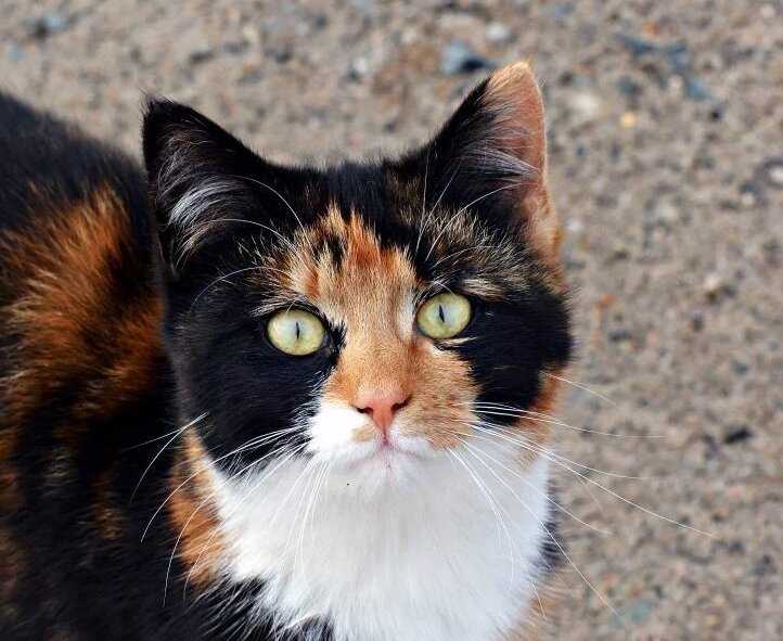 Я обязательно вернусь