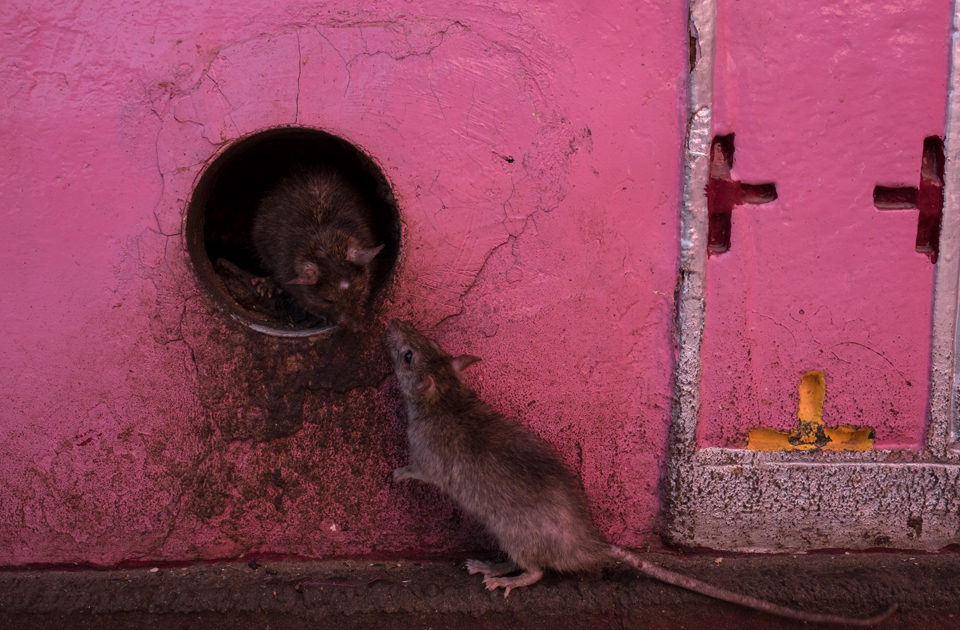 Крысиный рай: индийский храм, где поклоняются грызунам Крысиный рай: индийский храм, где поклоняются грызунам индия,история,крысы,культура индии,мир,страны