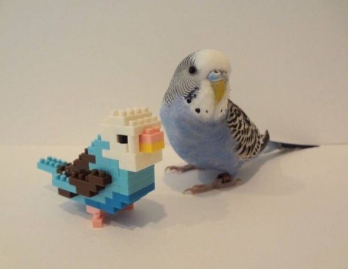 Свежие прикольные фото и картинки 