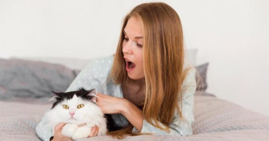 Как стричь когти кошке: полная инструкция от ветеринара Касьяненко