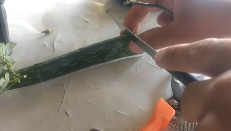 Действенный способ укоренить розу: алоэ вера вам в помощь! Действенный способ укоренить розу: алоэ вера вам в помощь! цветы