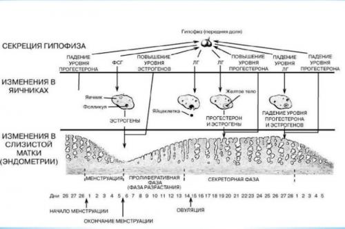 Месячных не существует. Что вызывает изменение менструального цикла