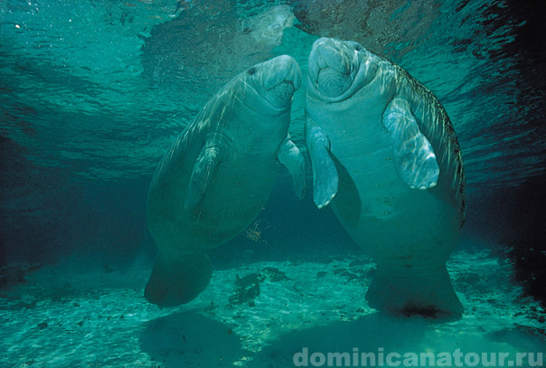 морские коровы в Доминикане