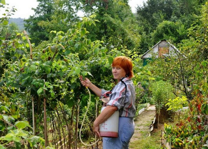 малина лучшие сорта ремонтантные