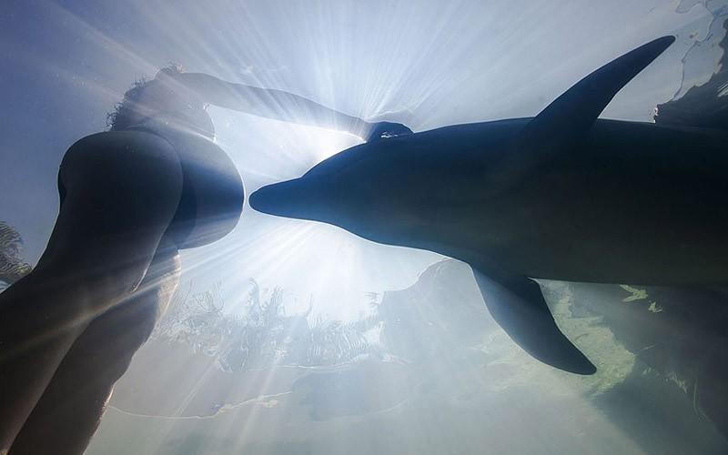 Удивительное о дельфинах