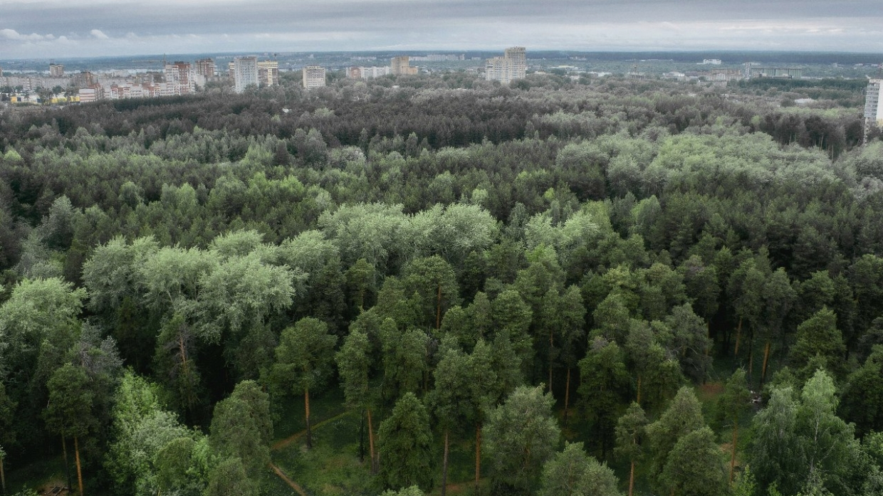 Зеленая зона земля. Зеленая зона Тольятти. Лес в Тольятти зеленая зона. Пригородные зеленые зоны. Зеленые зоны вокруг городов.