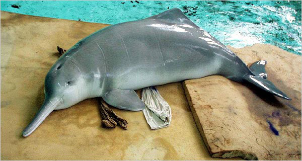 Речной дельфин бейджи — 2007 год. вымирание, животные, планета земля