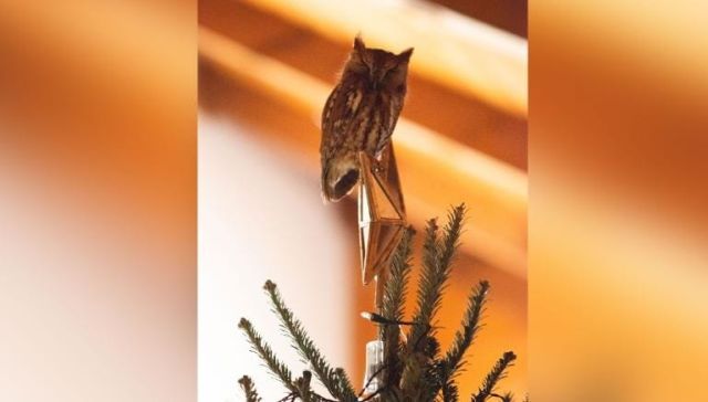 В США семья нашла живую сову, прячущуюся в купленной елке