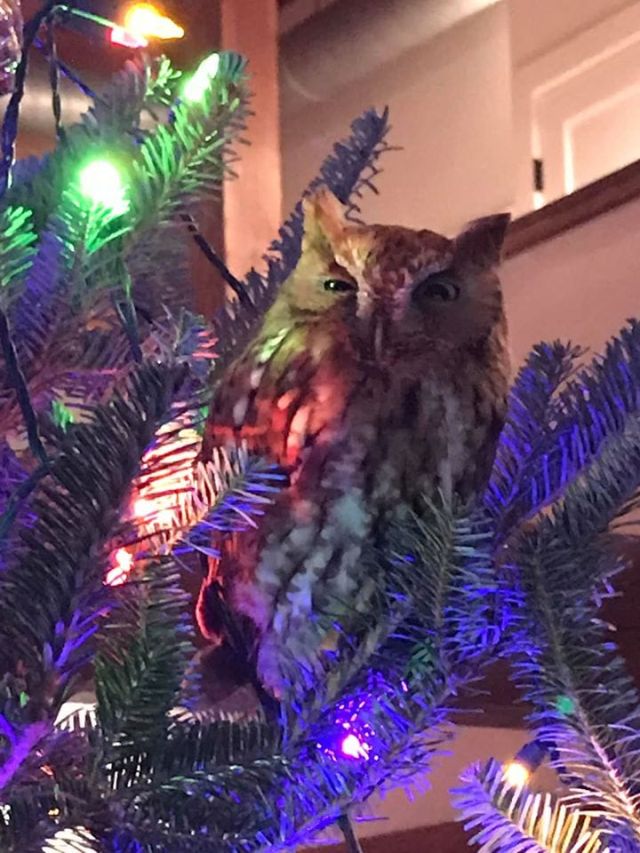 В США семья нашла живую сову, прячущуюся в купленной елке