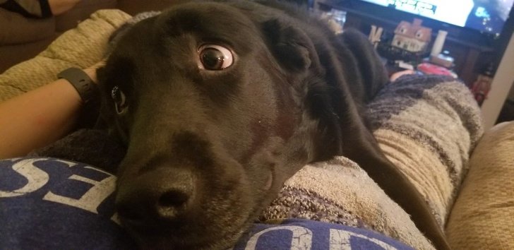 Эти фотографии доказывают, что животные созданы из любви Эти фотографии доказывают, что животные созданы из любви животные