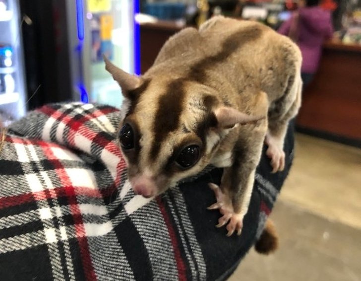 Эти фотографии доказывают, что животные созданы из любви Эти фотографии доказывают, что животные созданы из любви животные