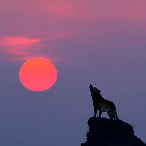 Путь Черного волка на вершину: как волки становятся вожаками стаи Черного, волка, стороны, получить, возможность, завоевать, более, высокое, положениеНезваных, гостей, вроде, пришедшего, альфасамец, вызывает, концаhttpwwwyoutubecomwatchvtsMMraEpBJEЧерному, Волчья, специально, волку, придется, выстоять