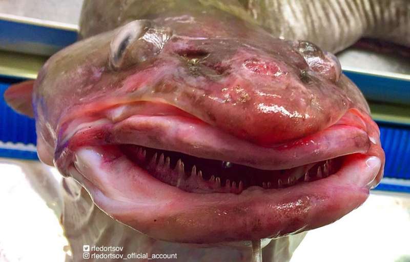 Странные существа из морских глубин, пойманные Романом Федорцовым