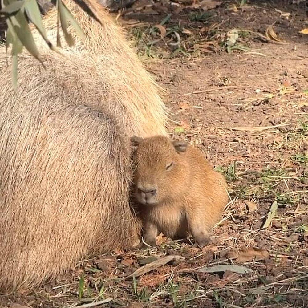 Очаровательные малыши: подборка самых милых фотографий детенышей животных
