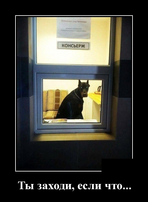 Забавные, позитивные и классные демотиваторы из сети со смыслом демотиваторы свежие,приколы,смешные демотиваторы,юмор