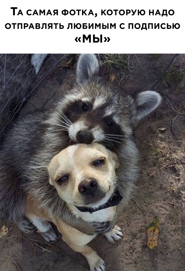 Подборка прикольных картинок  приколы,смешные картинки,юмор