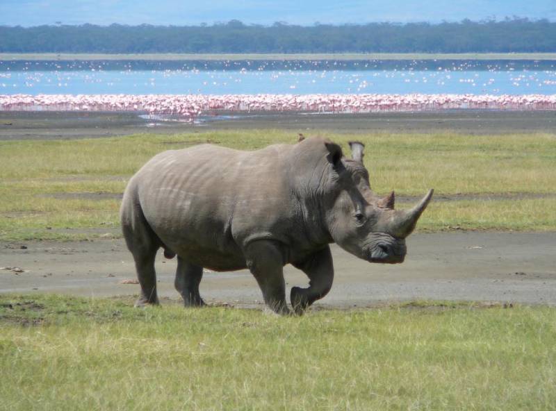 Яванский носорог: фото, описание, места обитания, образ жизни. Интересные факты о носорогах