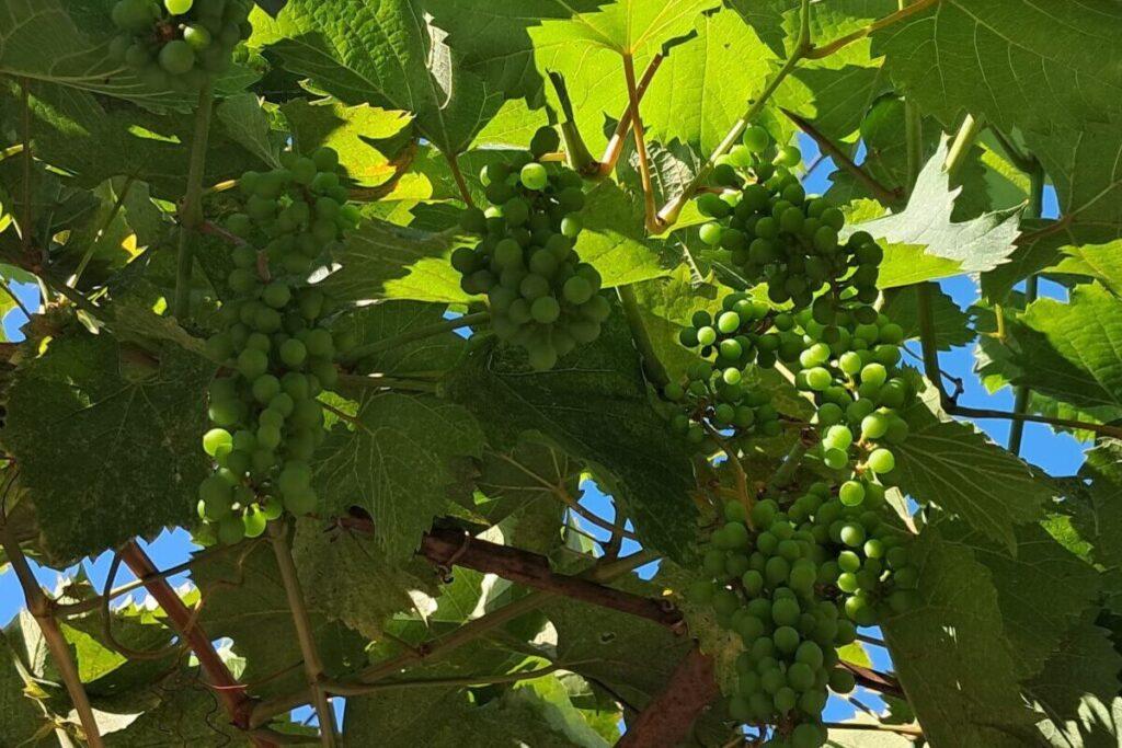 Виноградники Севастополя предложили объединить в единый архитектурный ансамбль