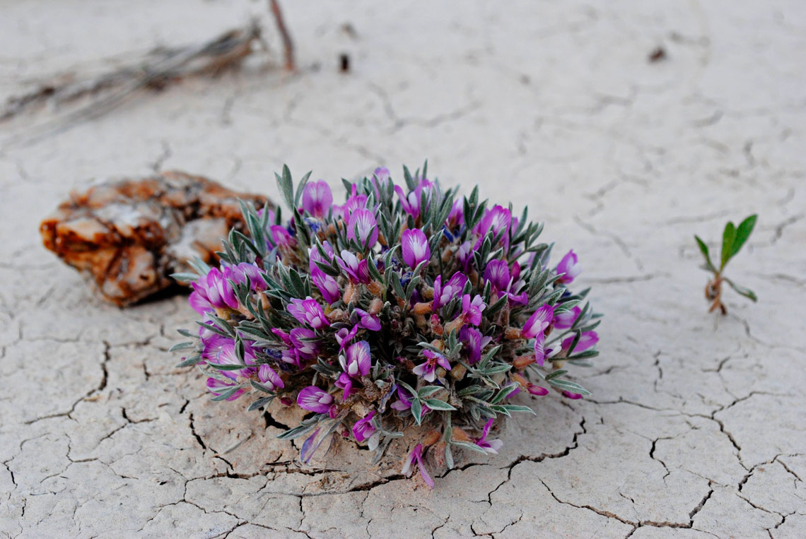 Desert badlands, USA