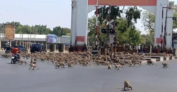 Дикие животные приходят в города и деревни во время коронавирусного карантина диких, животные, улицам, поисках, который, животными, которые, города, стали, людей, около, животных, Сантьяго, после, дикими, часто, самых, городу, недалеко, смелее