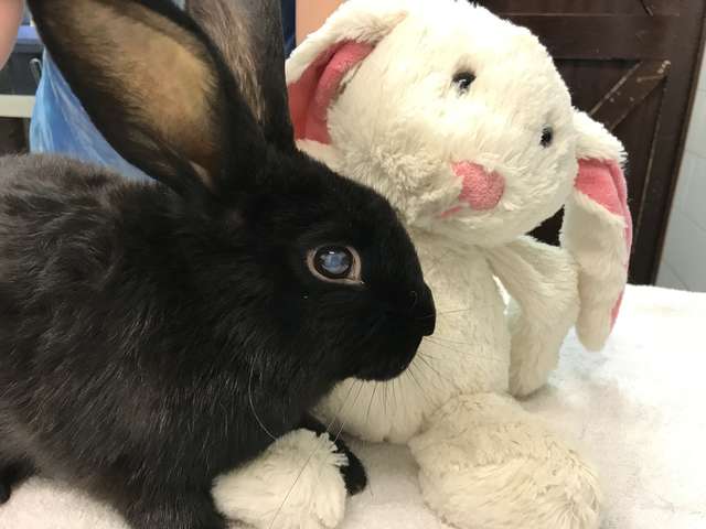 чёрный кролик