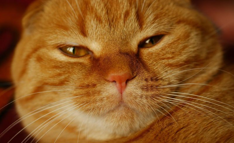 Рыжий кот (50 фото): какие породы, большой и наглый, красивый и ...