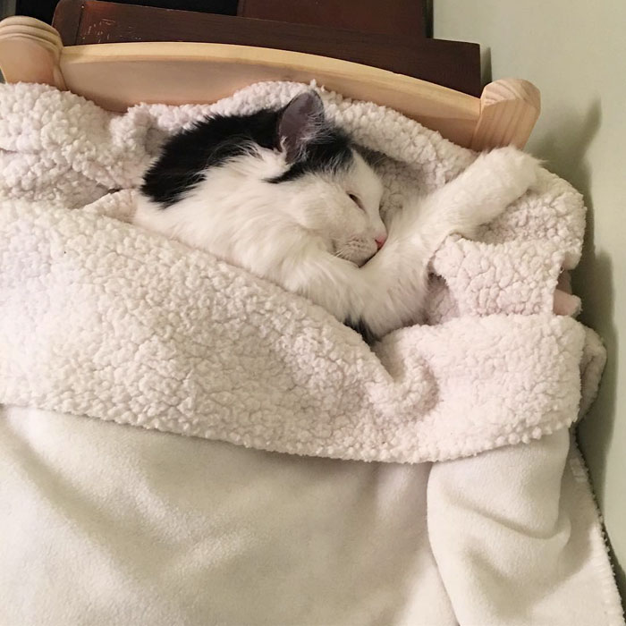 rescue-cat-sleeps-doll-bed-sophie-3