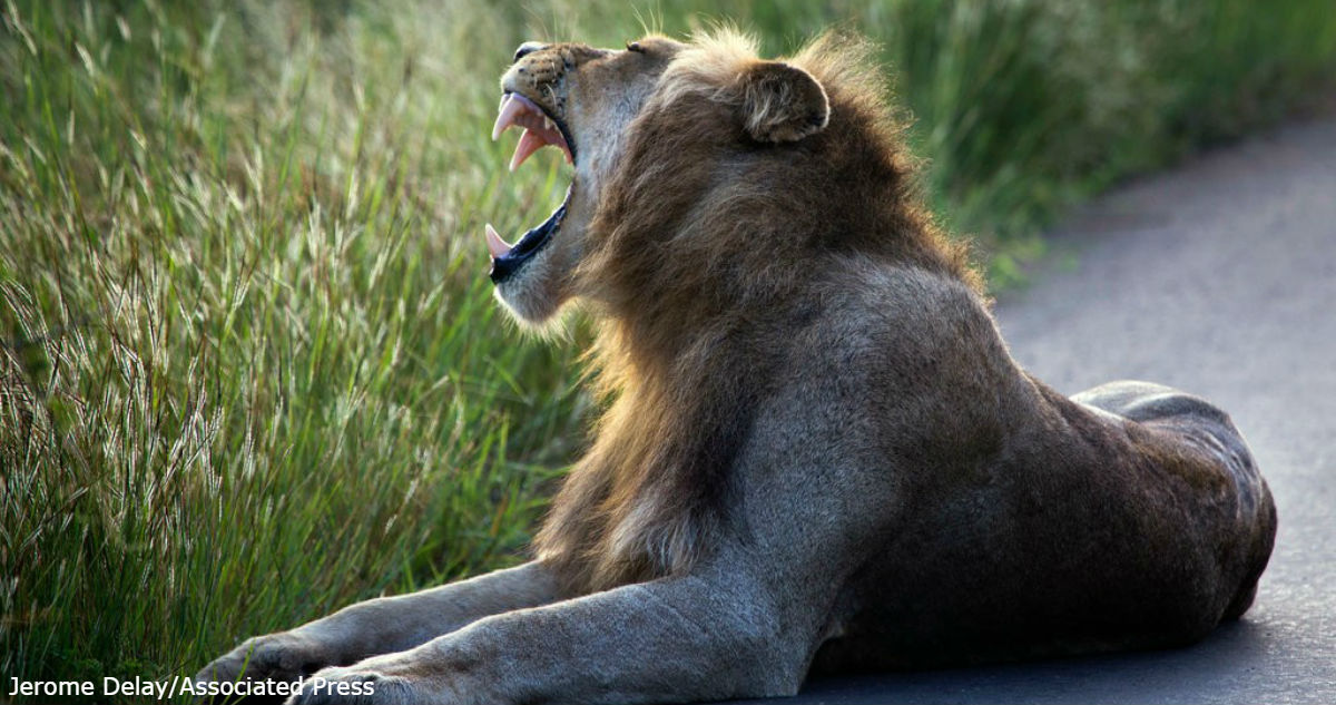 Браконьер охотился на носорога - но его поймал слон, а потом съели львы самостоятельные путешествия,страны