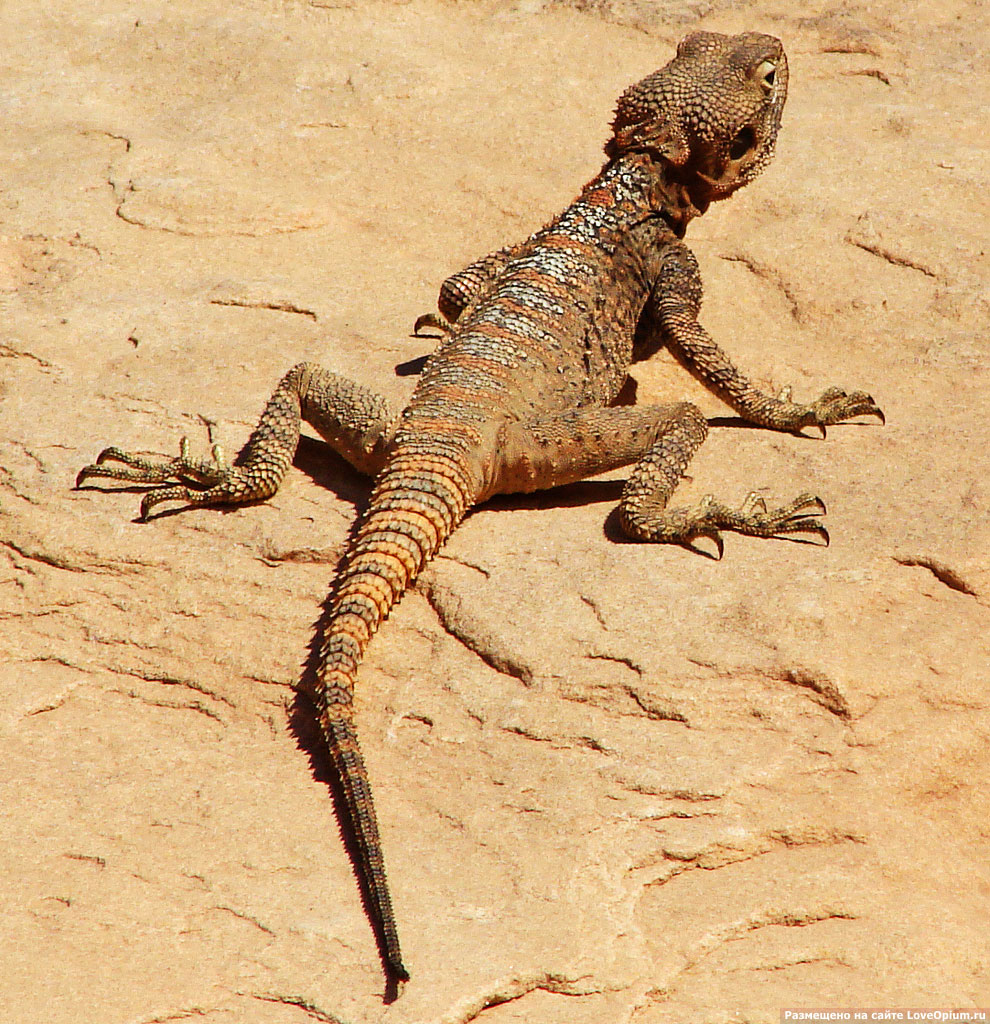 Лунная долина в Иордании Лунная долина в Иордании путешествия, иордания