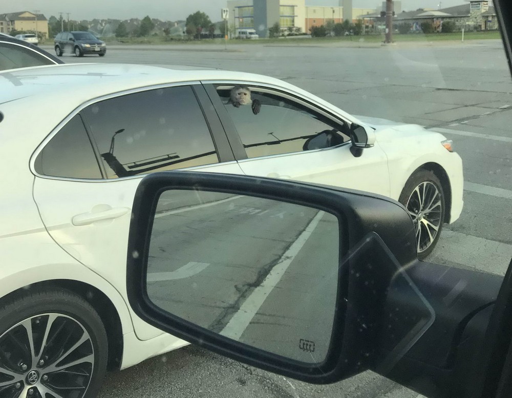 Подборка интересных и веселых картинок 14.07.19 курьезы,приколы,юмор