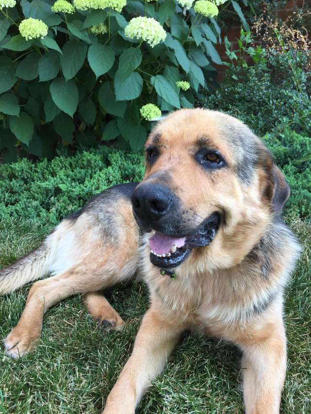 Пёс случайно оказался на фото в Google. Одна интересная деталь рассмешила его хозяйку истории из жизни