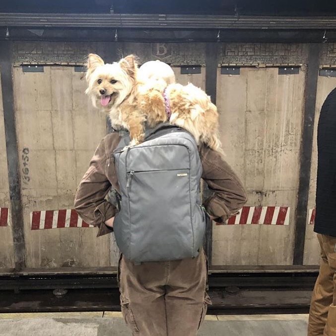 22 фото забавных собак, которые слишком устали, чтобы идти лапками лапки, метро, собака, сумка, шпиц, щенок