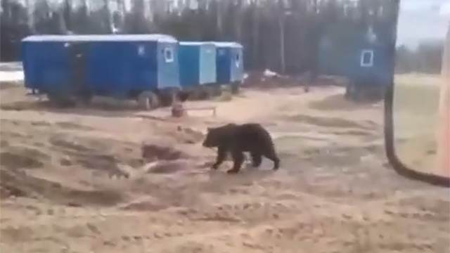 Медведь на вахте. Медведь в Коми вахтовики.