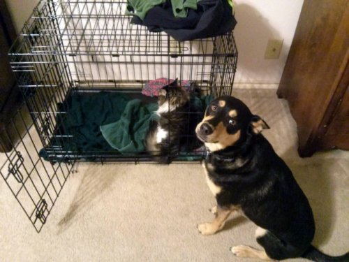 Свет мой, зеркальце... Молчи! Свет мой, зеркальце... Молчи! анекдоты,веселые картинки,животные,позитив,приколы