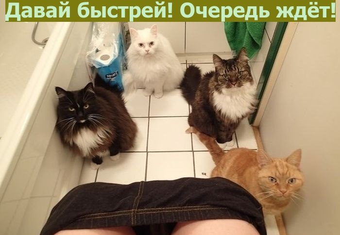 Замечательные картинки с надписями про котов (11 фото)