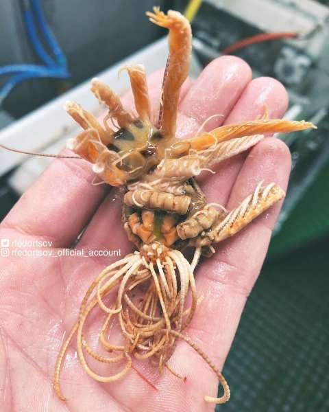 Странные существа из морских глубин, пойманные Романом Федорцовым